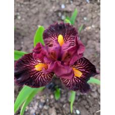 ПАЛАЮЧА ВАТРА  (ПЫЛАЮЩИЙ КОСТЕР)