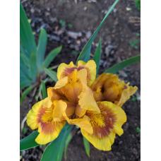 РОДЗИНКА (ИЗЮМИНКА)