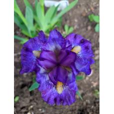 СУРМИ ВІТРІВ СУРМИ ВІТРІВ