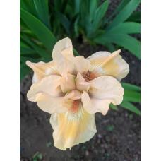 ЛАДУШКА ЛАДУШКА