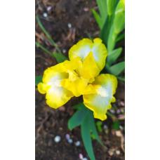 LUST FOR  LEMON LUST FOR  LEMON