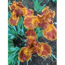 BASKET OF GOODIES BASKET OF GOODIES