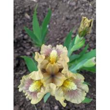 КОСМАТЫЙ ЛЕШИЙ КОСМАТЫЙ ЛЕШИЙ