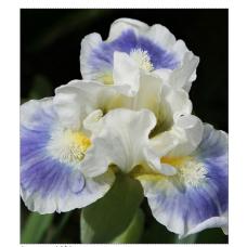 BOO TO TOU BOO TO TOU