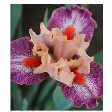 SUCH A DELIGHT SUCH A DELIGHT