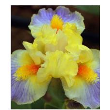 I"M IN LOVE I"M IN LOVE