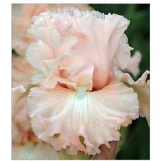 POLITELY PINK POLITELY PINK