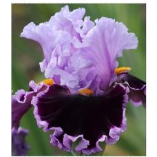 HEADLINE NEWS HEADLINE NEWS