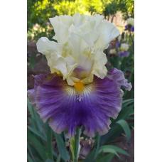 STYLE TRAVELLER STYLE TRAVELLER