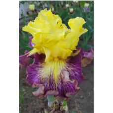 SPRING CELEBRATION SPRING CELEBRATION