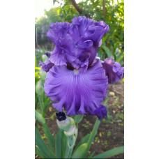 PERSISTЕNT LOVE PERSISTЕNT LOVE