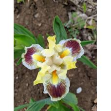 ВОРОЖБА (КОЛДОВСТВО)