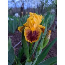 ЗМОВНИЦЯ (ЗАГОВОРЩИЦА)