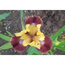 СОЛНЕЧНАЯ ГВАРДИЯ